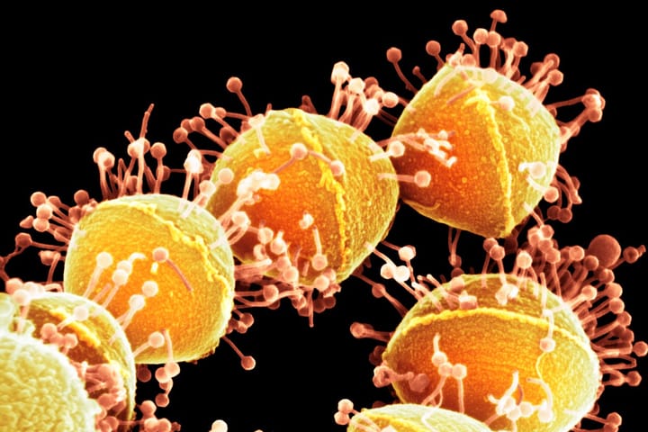 寻找下一个 CRISPR：敌对微生物如何激发新技术